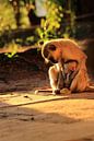 Vervet moeder aap met baby van Bobsphotography thumbnail