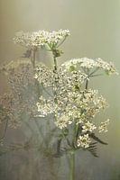 Flötenkraut. Mystisch. Neu Ländlich.