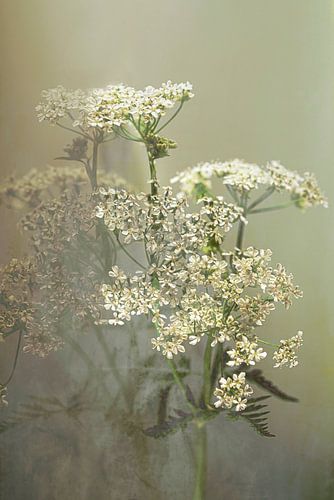 Stilleven. Fluitenkruid. Mystiek. Nieuw Landelijk. van Alie Ekkelenkamp