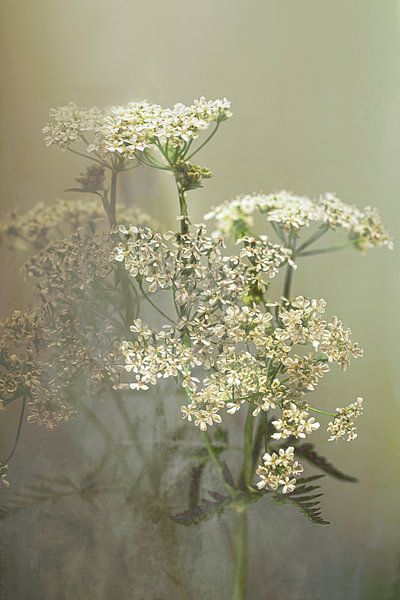 Flötenkraut. Mystisch. Neu Ländlich. von Alie Ekkelenkamp