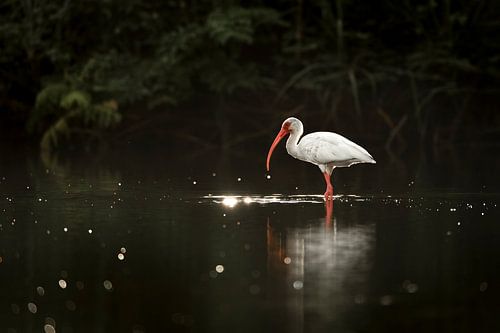 Schittering bij Schemering Ibis aan de Waterkant