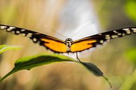 Abstracte monarchvlinder van Zsa Zsa Faes thumbnail