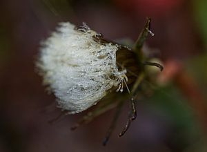 Löwenzahn Puffball mit Morgentau II
