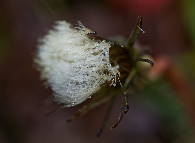 Dandelion Puffball With Morning Dew II by Iris Holzer Richardson