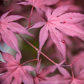 Close-up of colored maple leaves with raindrop by Jonathan Vandevoorde