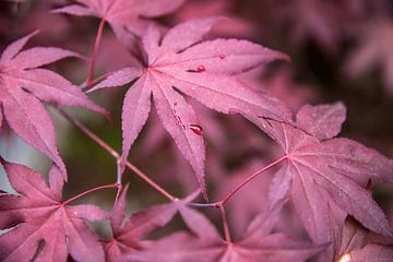 Close-up of colored maple leaves with raindrop