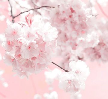 Blossom by Jacky