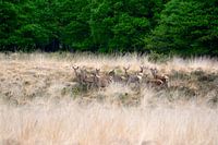 Schilderachtig plaatje op de Veluwe