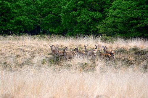 Schilderachtig plaatje op de Veluwe by Roy Zonnenberg