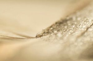 Art de la plume (image douce de gouttes sur une plume)