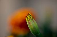 Flower in the making