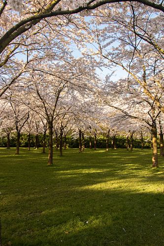 Japanse bloesem in het Amsterdamse Bos.