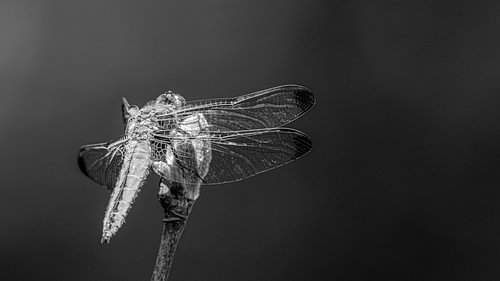 Libelle