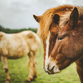 Portret van paardenmerrie met muildierveulen van Michelle Tober