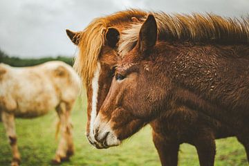 Portret van paardenmerrie met muildierveulen
