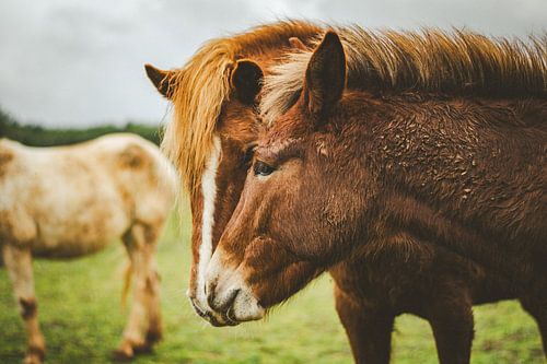 Portrait of horse mare with mule foal by Michelle Tober