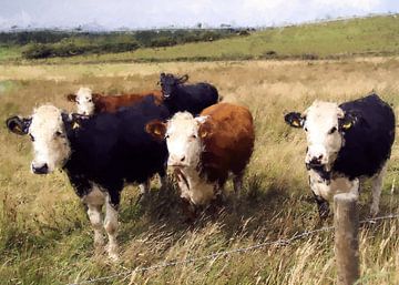 Vijf koeien in een weiland in Ierland van Western Exposure
