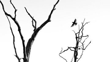 vogel in vlucht (zwart-wit) van Jan Linskens