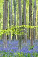 Morgen, der Haller Wald mit Waldhyazinthen