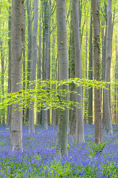 Morning, the Haller forest with forest hyacinths