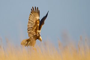 Marsh Harrier by Menno Schaefer