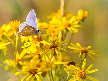 Chalk Hill Blue butterfly by Rob Boon