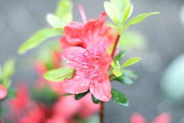 Belle fleur rouge sur Lisa Bouw