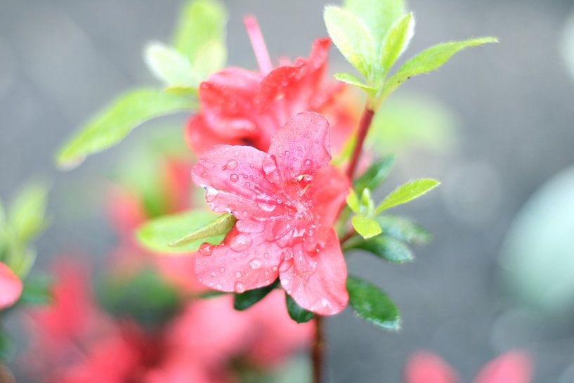 Beautiful red flower by Lisa Bouw