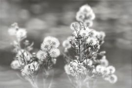 Fluff in black, white and grey. by Alie Ekkelenkamp