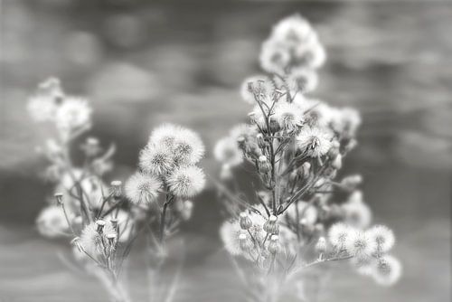 Fluff en noir, blanc et gris.