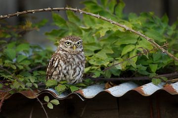 Little owl on rusty corrugated iron thanks to old barn by Jeroen Stel