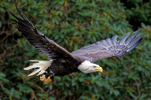 Witkopzeearend in vlucht