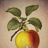 Apple - Antique drawing of an apple by Jan Keteleer