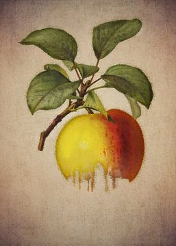 Appel - Antieke tekening van een appel