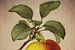 Apple - Dessin ancien d'une pomme sur Jan Keteleer