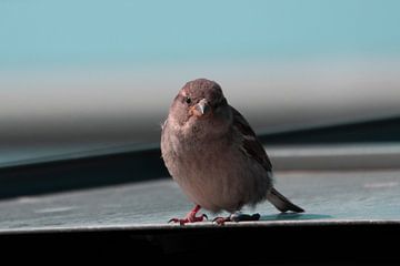 Sperling von Foto Studio Labie