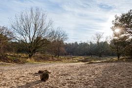 Heideveld von Richard Gilissen