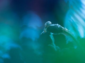 Snail on Poppy flower in blue by Mirakels Kiekje