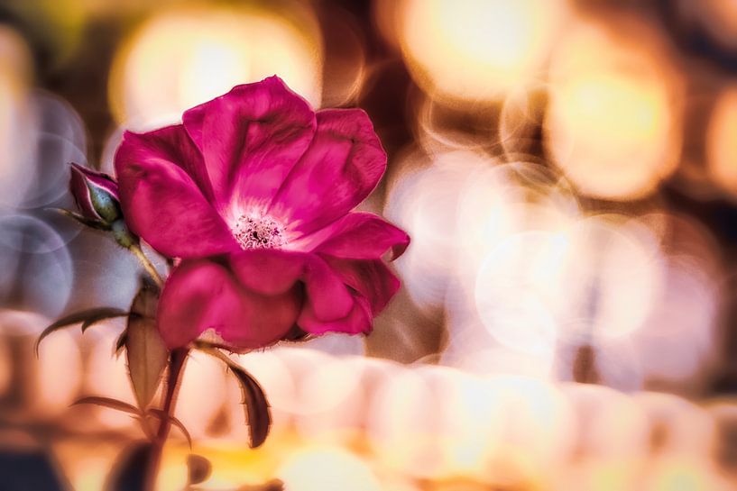 Rose blossom in the dance of lights by Nicc Koch