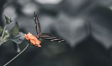 Butterfly on a Flower - 2 van Shanna van Mens Fotografie