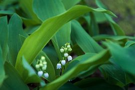 hidden snowdrops by Wicher Oort