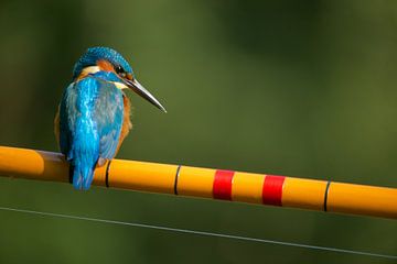 IJsvogel - De visser van IJsvogels.nl - Corné van Oosterhout