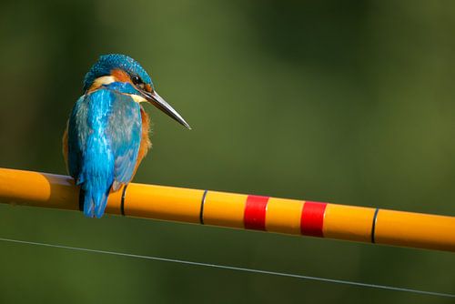 IJsvogel - De visser