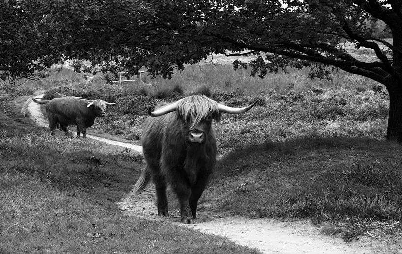 Scottish highlanders by Veerle Sondagh