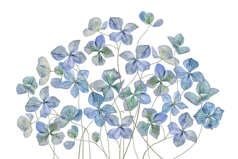 Hortensia van Mandy Disher