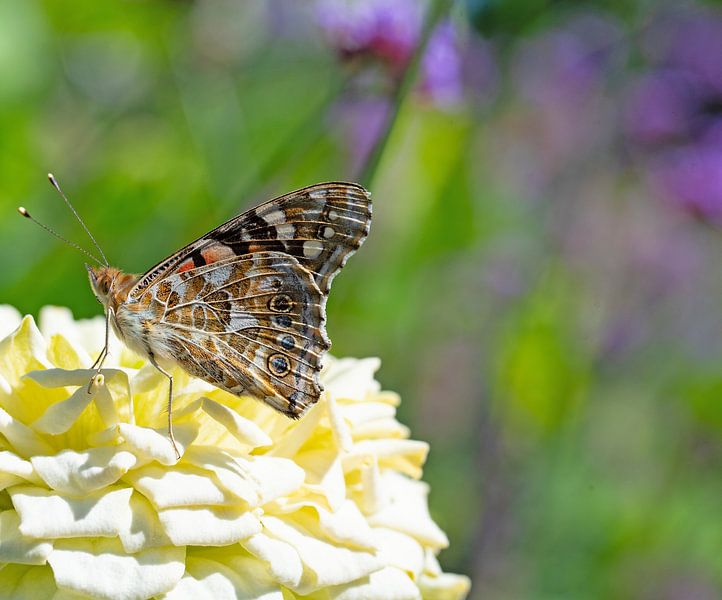 Thistle butterfly, Vanessa cardui by Michael Schuppich