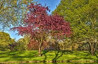 Paarse prunus in Het Park van Frans Blok thumbnail
