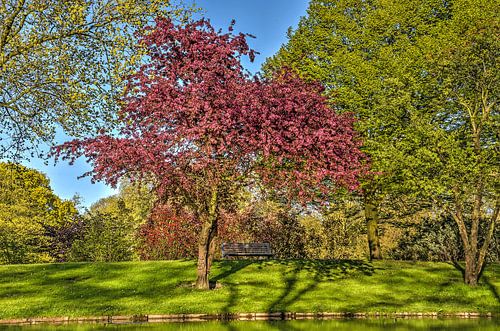 Paarse prunus in Het Park