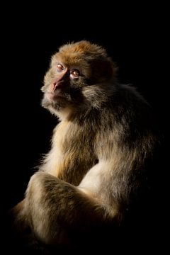 In den dunklen Berber-Affen zurückblicken von Lynlabiephotography