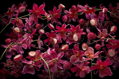 Orchidea rambutana